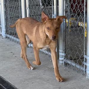 A brown dog with pointed ears and a slender build is walking on a concrete surface near a chain-link fence. The dog has a white patch on its chest and is looking directly at the camera. The background includes a metal fence and some industrial elements.