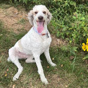 Olove, Poodle, Standard, adult, available for adoption