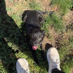 Lainey, Terrier, puppy, available for adoption