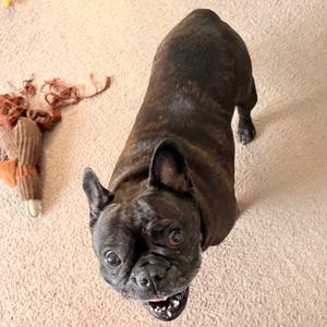 Rose, Bulldog, French, adult, available for adoption
