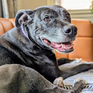 Tagata, Boxer, adult, available for adoption