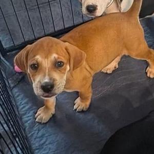 Porter, Retriever, Labrador, puppy, available for adoption