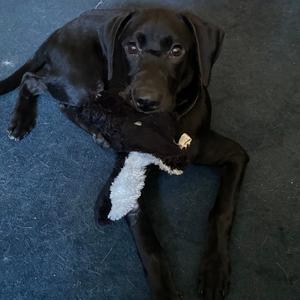 Boomhauer, Retriever, Labrador, young, available for adoption