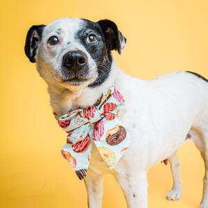 A white dog with black spots on its face and ears, wearing a colorful bandana with a pattern of donuts and other sweets, standing against a yellow background.