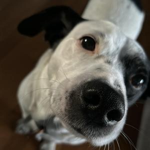 Ivory, Terrier, adult, available for adoption