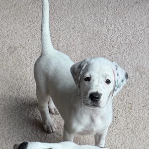 A white puppy with black spots on its ears and tail, standing on a carpeted floor.
