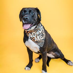 A black and white dog wearing a zebra print bandana with the words "Adopt Me" on it, sitting on a yellow background.