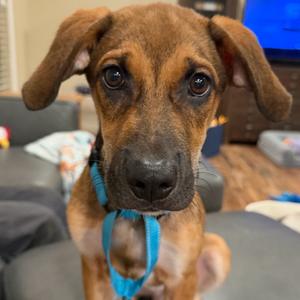 Dobby, Shepherd, puppy, available for adoption