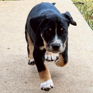 Arrow, Retriever, Labrador, puppy, available for adoption