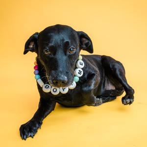A black dog wearing a beaded necklace with the word "DOVE" on it, lying on a yellow background.