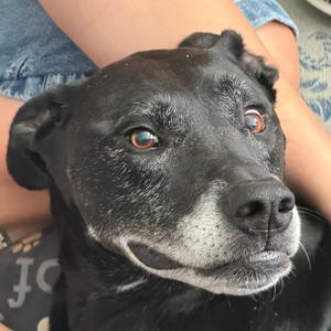Luna, Great Dane, senior, available for adoption