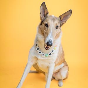 A dog wearing a necklace with the words "ADOPT ME" on it, sitting on a yellow background.