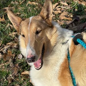 Lady, Collie, Smooth, adult, available for adoption