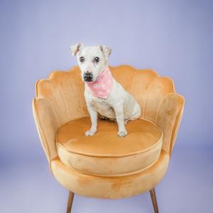 A small white dog wearing a pink bandana sits on a golden armchair against a light purple background.