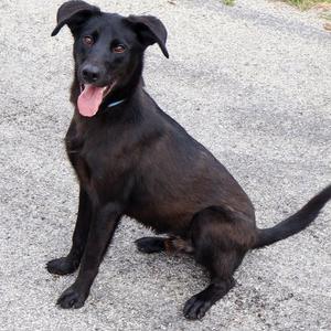 Sage, Retriever, Labrador, available for adoption