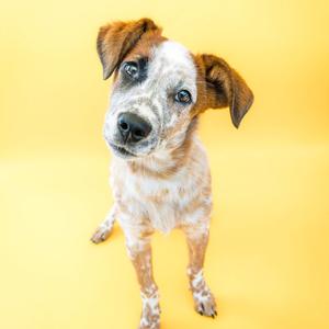 A small dog with a white and brown spotted coat standing on a yellow background.