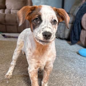 Ella, Cattle Dog, Australian (Blue Heeler), puppy, available for adoption