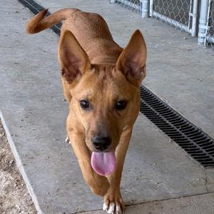 Mercury, Retriever, Labrador, puppy, available for adoption