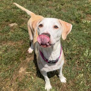 A light-colored dog with floppy ears is sitting on grass, looking up at the camera with its tongue out.