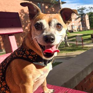 Mickey, Chihuahua, adult, available for adoption