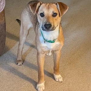 A tan puppy with white markings standing on a beige carpet, wearing a green collar.