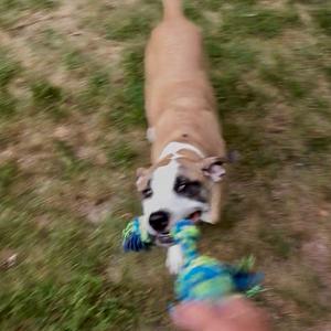 a blurry image of a dog playing with a toy