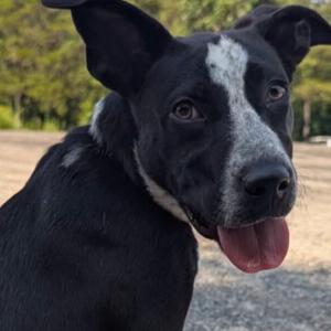 Mia, Cattle Dog, Australian (Blue Heeler), young, available for adoption