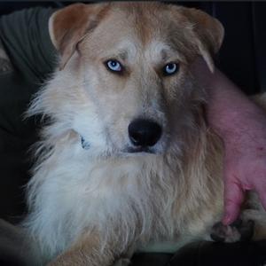 A close-up of a fluffy dog with light brown and white fur, blue eyes, and a black nose. The dog is being held by a person's hand.