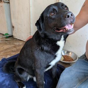 Jack, Akita, adult, available for adoption
