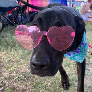Moonshine, Mixed Breed (Medium), adult, available for adoption