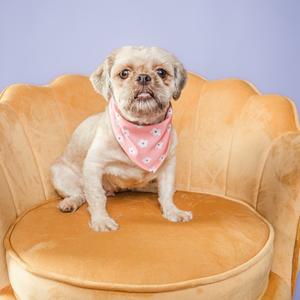 A small, light-colored dog wearing a pink bandana with white flowers sits on a plush orange chair.