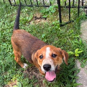 Sunny, Cattle Dog, Australian (Blue Heeler), puppy, available for adoption