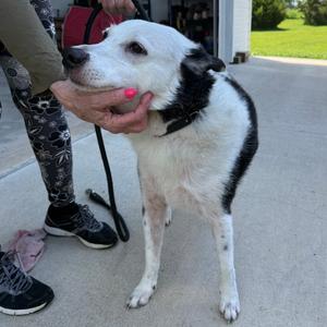 Anya, Collie, Border, adult, available for adoption