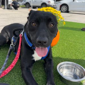 Buffy, Akita, available for adoption