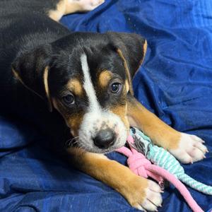 Boone, Retriever, Labrador, puppy, available for adoption