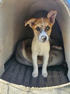 A small dog with brown and white fur sitting in a dog bed inside a dog house.