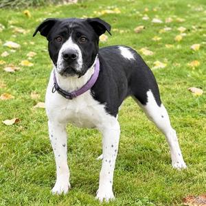Panda, Chinese Sharpei Mix, young, available for adoption