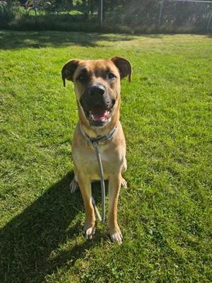 A brown dog with a black nose and ears sitting on a grassy field.