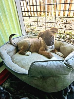 Wybie, Siberian Husky Mix, available for adoption