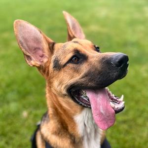 Donny, German Shepherd Dog Mix, young, available for adoption