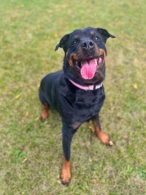 A black and tan Rottweiler dog with a pink collar, sitting on grass and looking up with its mouth open and tongue out.