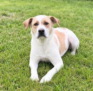 Peach, Chinese Sharpei Mix, young, available for adoption