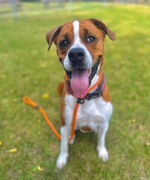 A brown and white dog with a pink tongue sticking out, sitting on a grassy field. The dog is wearing an orange leash and collar.