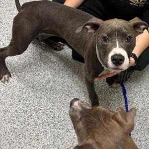 Aurora, Terrier, American Staffordshire, adult, available for adoption