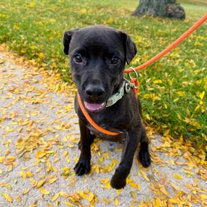 Heinz, Whippet, adult, available for adoption