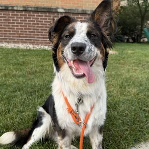 Spazoli, Shepherd, Australian, adult, available for adoption