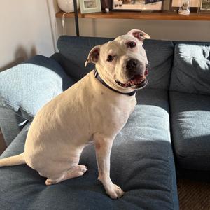 Constance, Terrier, American Staffordshire, adult, available for adoption