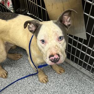 Bramble, Terrier, American Staffordshire, adult, available for adoption