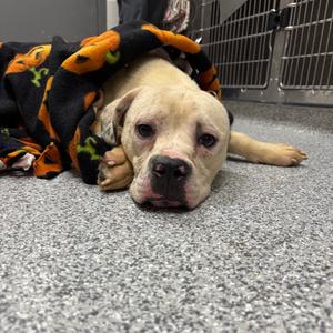 Butternut, Terrier, American Staffordshire, adult, available for adoption