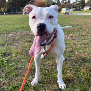 A white dog with a pink tongue sticking out, wearing an orange collar and leash, standing on grass.